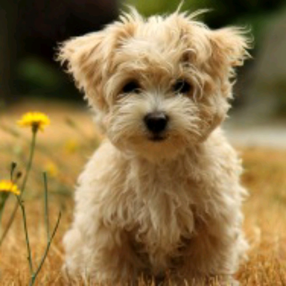 Meet your Posher, Barbara